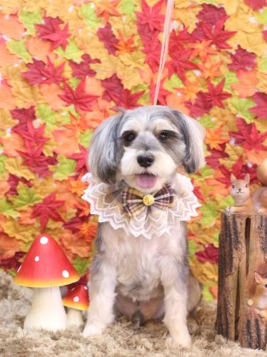 202411010パピコくん